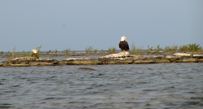 Bald Eagles on Lake Erie
